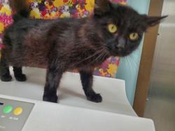 Shelter Stray Female Cat last seen Hubbard Lake, MI 48762, Maumee, OH 43537