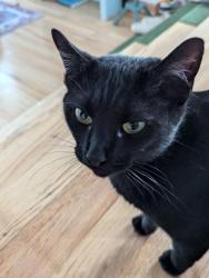 Reunited Female Cat last seen E 26th St, Des Moines, IA 50317