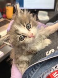 Shelter Stray Male Cat last seen , MS , Bartlett, TN 38134