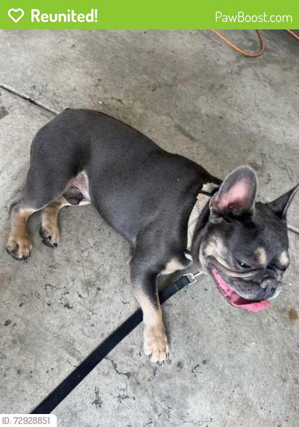 Reunited Male Dog last seen 124th and Bellaire Drive, Thornton, CO 80241