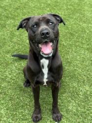 Shelter Stray Male Dog last seen Belmont, NC 28012, Gastonia, NC 28052