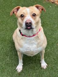 Shelter Stray Female Dog last seen Gastonia, NC 28054, Gastonia, NC 28052
