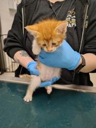Shelter Stray Male Cat last seen Jacksonville, NC 28540, Gastonia, NC 28052