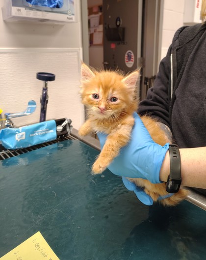Shelter Stray Male Cat last seen Jacksonville, NC 28540, Gastonia, NC 28052