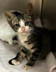 Shelter Stray Male Cat last seen North Myrtle Beach, SC 29582, North Myrtle Beach, SC 29582