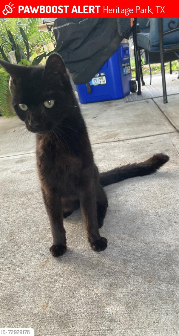 Lost Male Cat last seen Mayflower Landing Ct, Heritage Park, TX 77598