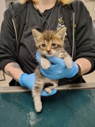 Shelter Stray Female Cat last seen Jacksonville, NC 28540, Gastonia, NC 28052