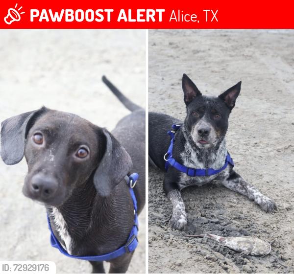 Lost Male Dog last seen Near avenue one10 apmts , Alice, TX 78332