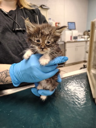 Shelter Stray Male Cat last seen Jacksonville, NC 28540, Gastonia, NC 28052