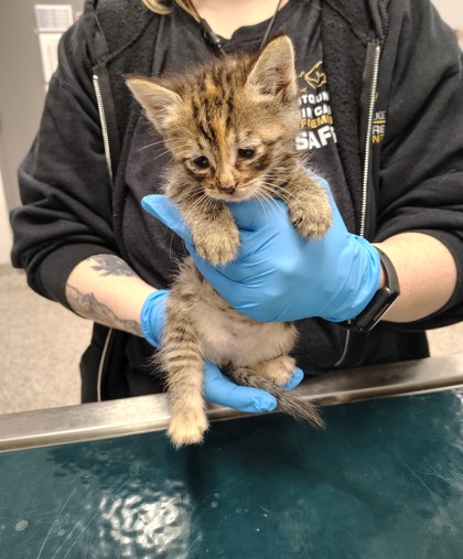 Shelter Stray Female Cat last seen Jacksonville, NC 28540, Gastonia, NC 28052