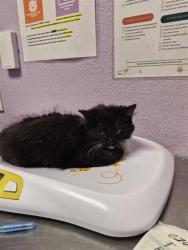 Shelter Stray Female Cat last seen El Paso, TX 79915, Fort Bliss, TX 79906