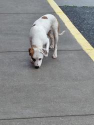 Found/Stray Male Dog last seen Currently at the Walmart has also been spotted at the waffle hse across the way is following a homeless man we think we are not certain, Greenwood County, SC 29649