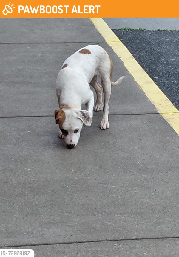 Found/Stray Male Dog last seen Currently at the Walmart has also been spotted at the waffle hse across the way is following a homeless man we think we are not certain, Greenwood County, SC 29649