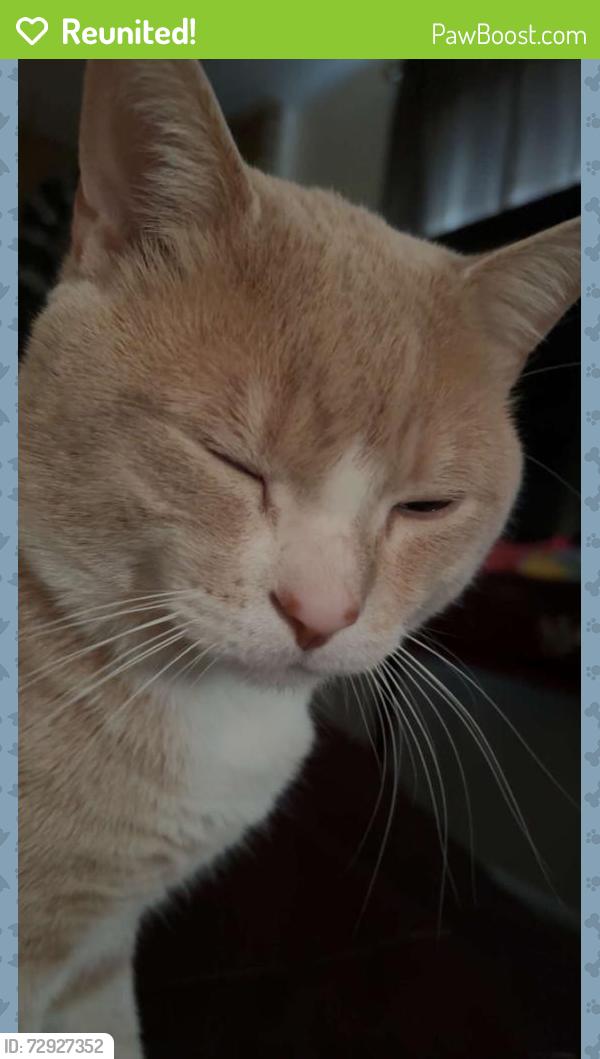 Reunited Male Cat last seen Aspen wood apmts, West Valley City, UT 84120
