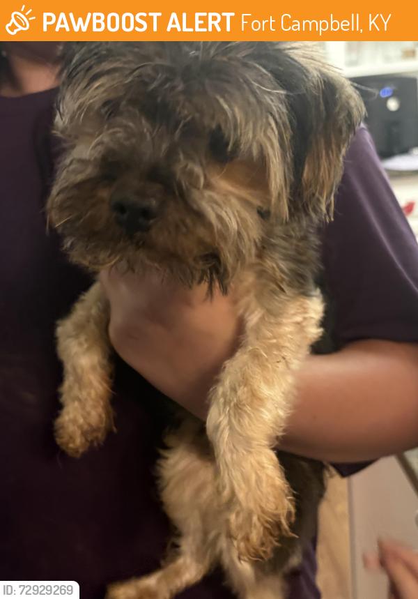 Found/Stray Male Dog last seen Near Soccer field fort campbell Ky ( on road) , Fort Campbell, KY 42223