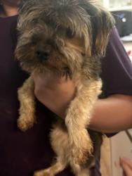 Found/Stray Male Dog last seen Near Soccer field fort campbell Ky ( on road) , Fort Campbell, KY 42223