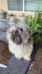 Lost Male Dog last seen Casa Elegante & Casa Bonita, Tucson, AZ 85756