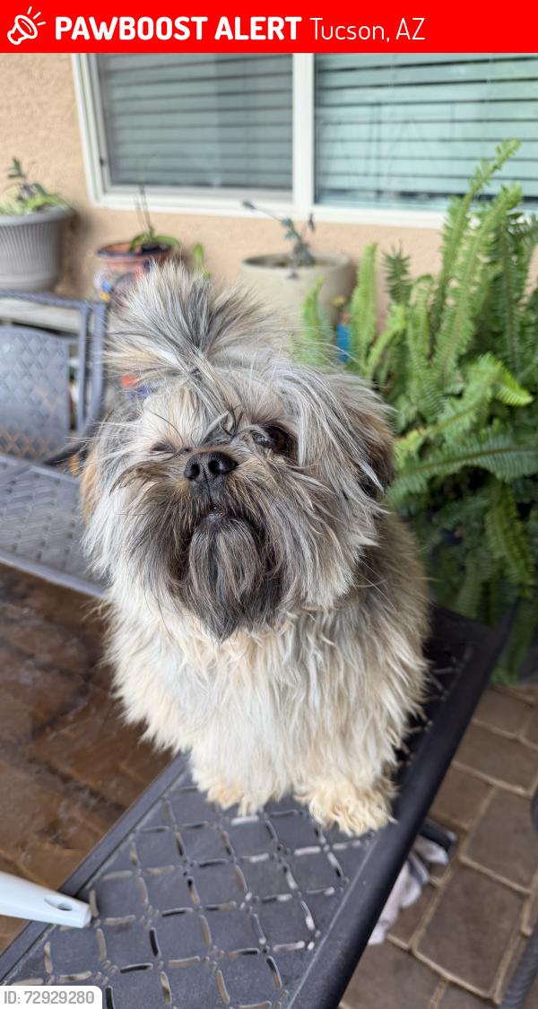 Lost Male Dog last seen Casa Elegante & Casa Bonita, Tucson, AZ 85756