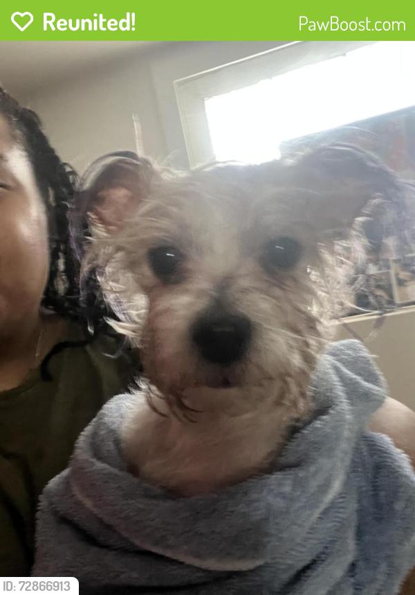 Reunited Female Dog last seen 80th Constance , Chicago, IL 60617