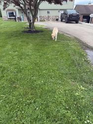 Found/Stray Male Dog last seen Brownsville high school, Brownsville, PA 15417