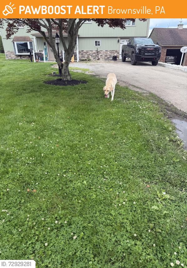 Found/Stray Male Dog last seen Brownsville high school, Brownsville, PA 15417