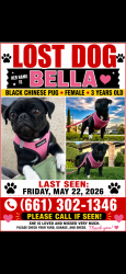Lost Female Dog last seen Crest street, Bakersfield, CA 93306