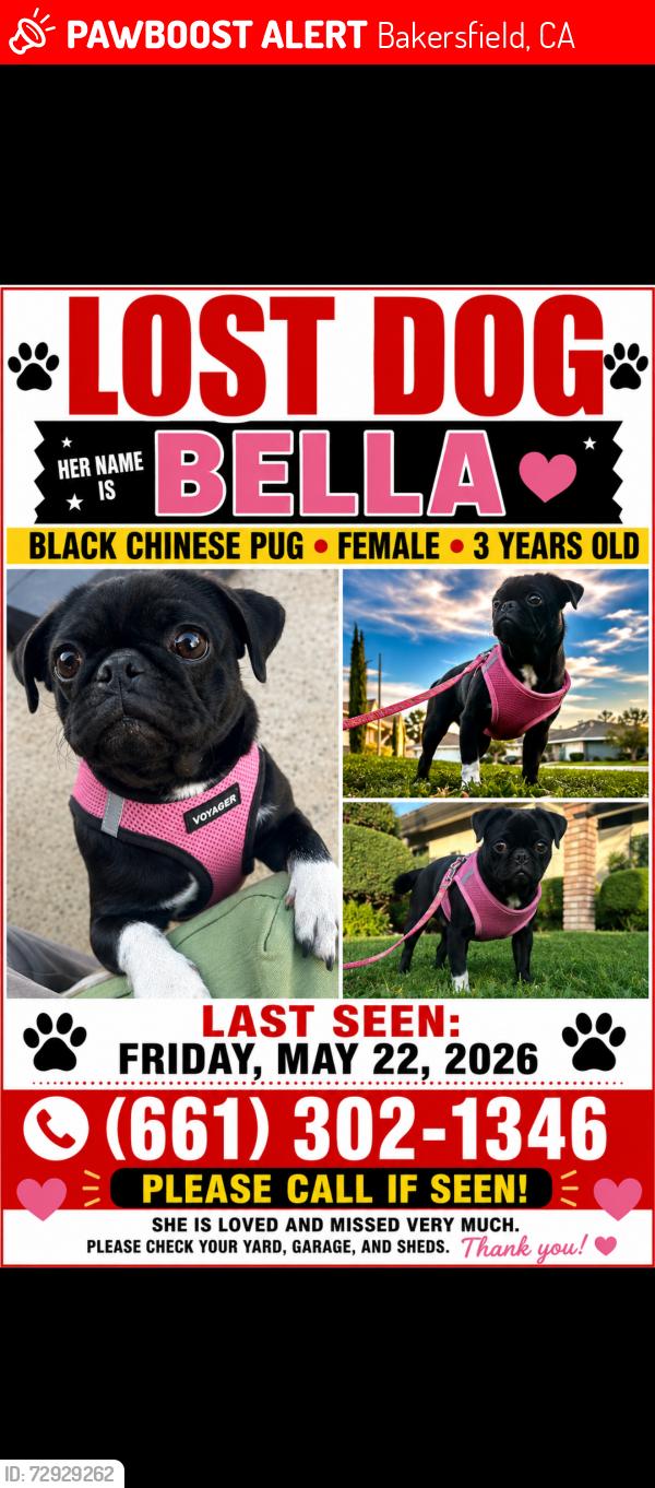 Lost Female Dog last seen Crest street, Bakersfield, CA 93306