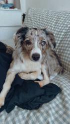 Lost Female Dog last seen 12th and Lehman in Lebanon PA, Lebanon, PA 17046
