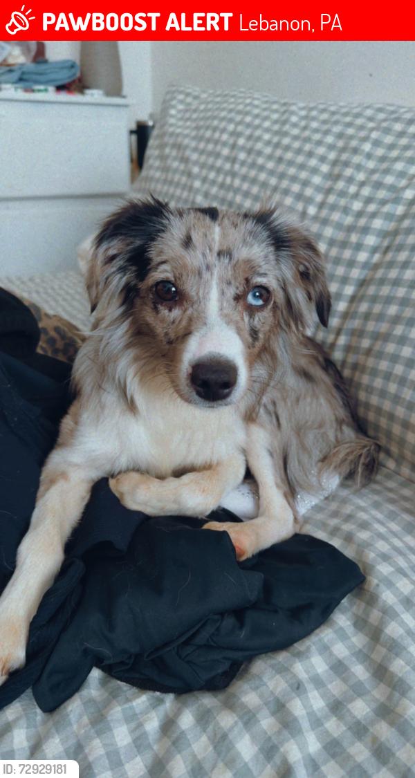 Lost Female Dog last seen 12th and Lehman in Lebanon PA, Lebanon, PA 17046