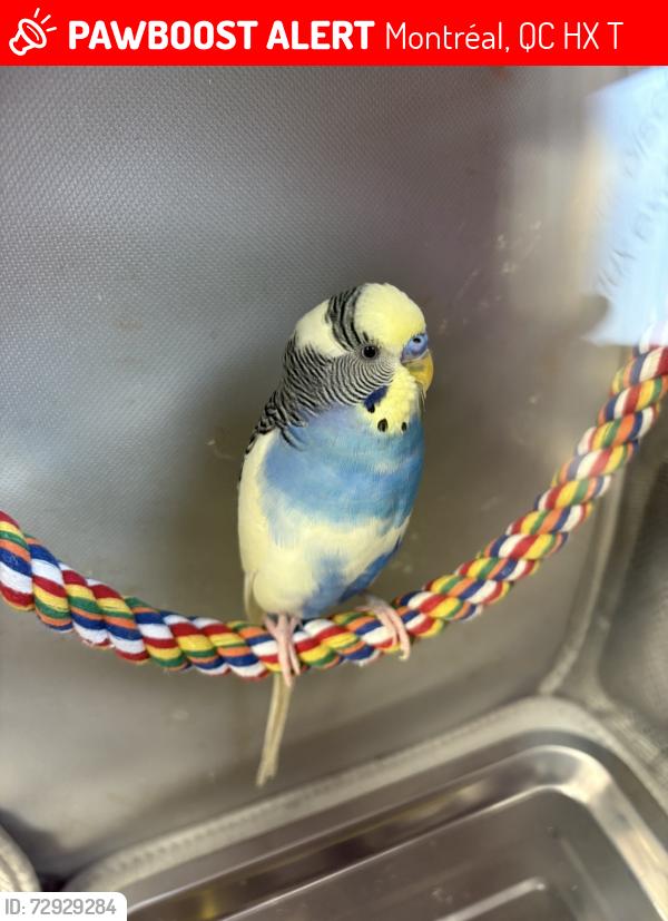 Lost Male Bird last seen Van Horne Clanrd, Montréal, QC H3X 2T3