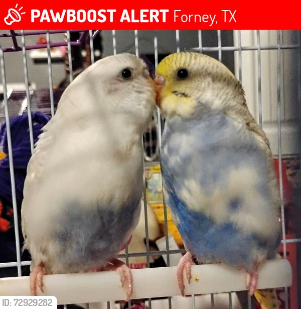 Lost Male Bird last seen Near Cassinia, Forney, TX 75126