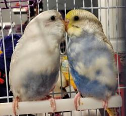 Lost Male Bird last seen Near Cassinia, Forney, TX 75126
