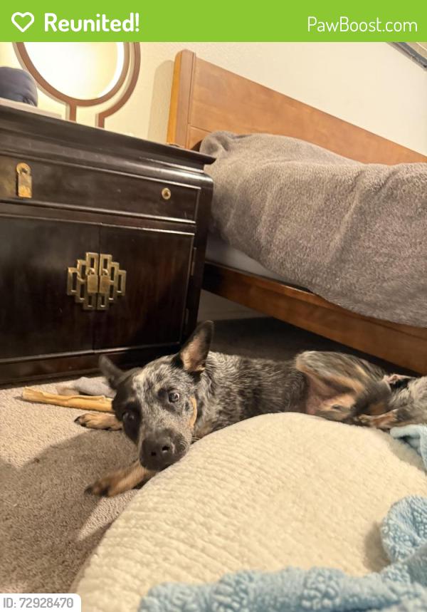 Reunited Female Dog last seen Near S Genesee Ave, Los Angeles, CA 90019, Los Angeles, CA 90019