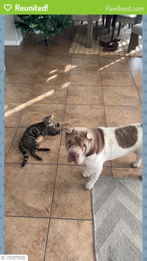 Reunited Male Dog last seen Aviary & Farm / Aviary & Elkhorn , North Las Vegas, NV 89084