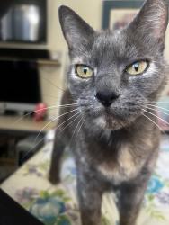 Found/Stray Female Cat last seen Halstedst and Laramie Ave in Chatsworth, Los Angeles, CA 91311