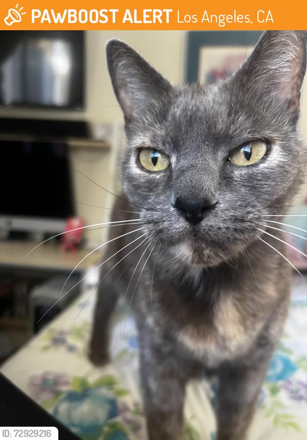 Found/Stray Female Cat last seen Halstedst and Laramie Ave in Chatsworth, Los Angeles, CA 91311