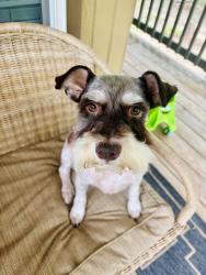 Lost Male Dog last seen Magnolia blvd , New Caney, TX 77357