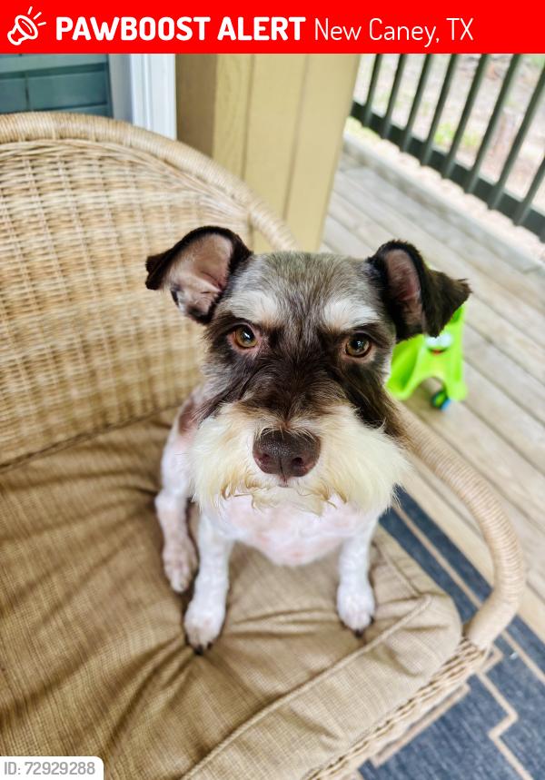 Lost Male Dog last seen Magnolia blvd , New Caney, TX 77357