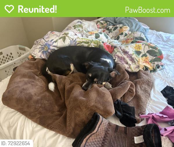 Reunited Female Dog last seen Sunset and Greengate, Sherwood, OR 97140
