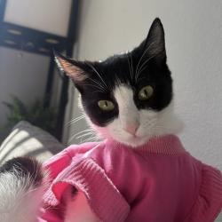 Reunited Female Cat last seen trace neighborhood, San Marcos, TX 78666