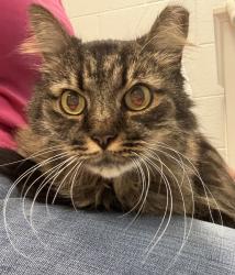 Shelter Stray Male Cat last seen Near S Commerce Drive, MURRAY CITY, UT, 84107, Taylorsville, UT 84123