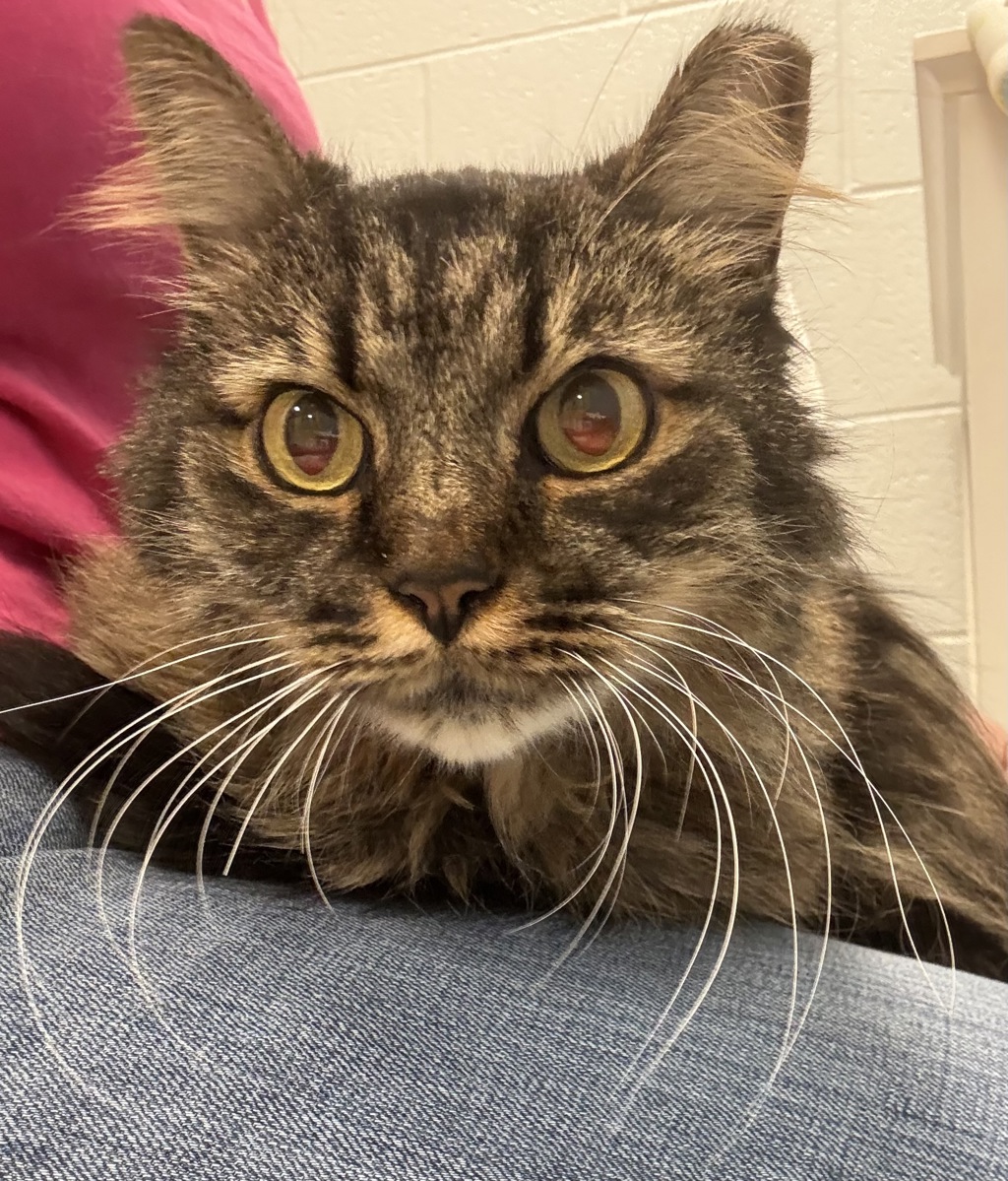 Shelter Stray Male Cat last seen Near S Commerce Drive, MURRAY CITY, UT, 84107, Taylorsville, UT 84123