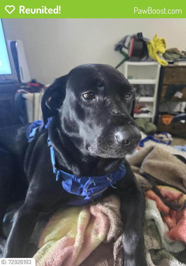 Reunited Female Dog last seen Foster plaza apmts,128th and foster, Portland, OR 97236