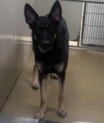 Shelter Stray Female Dog last seen Lake Hodges Trail, Escondido, CA, 92029, Escondido, CA 92027