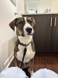 Reunited Male Dog last seen Haight and Laguna, San Francisco, CA 94114