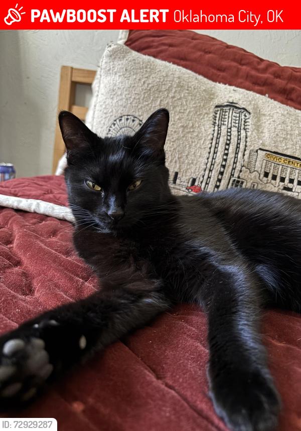 Lost Female Cat last seen Sequoia Elementary School, Oklahoma City, OK 73112