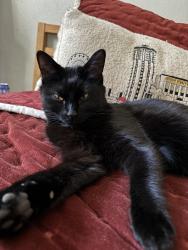Lost Female Cat last seen Sequoia Elementary School, Oklahoma City, OK 73112