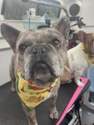 Lost Male Dog last seen Manchester Ave/ Normandie Ave, Los Angeles, CA 90047