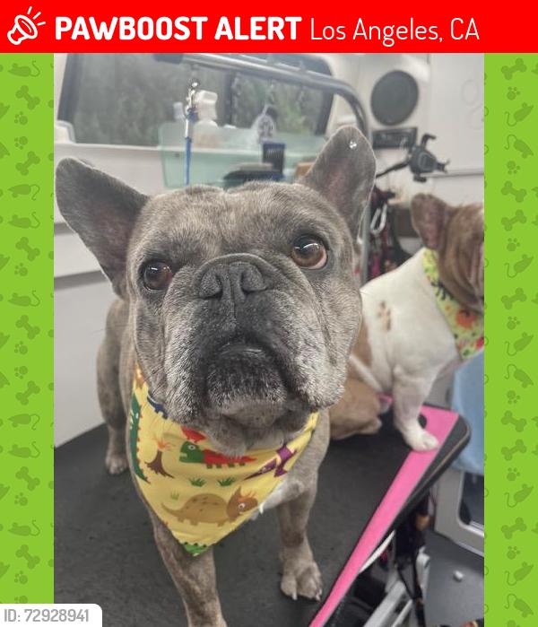 Lost Male Dog last seen Manchester Ave/ Normandie Ave, Los Angeles, CA 90047