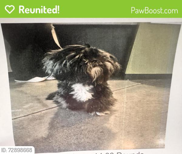 Reunited Female Dog last seen 17th and Oliver , Wichita, KS 67208